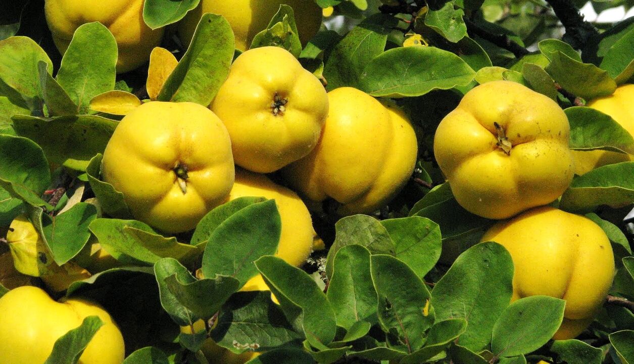 Quince leaves are used in folk therapy diabetes